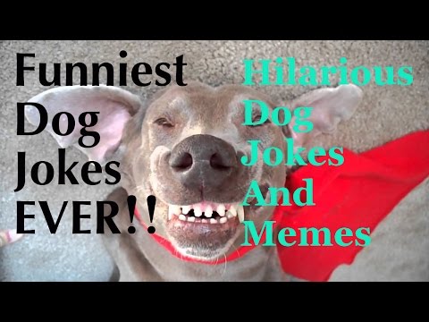 funny-dog-jokes-for-kids---funny-jokes-about-dogs---hilarious-dog-jokes---puppy-jokes-and-memes