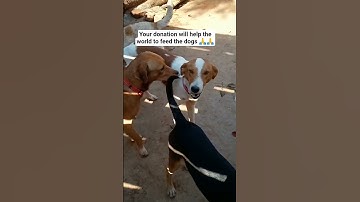 please donate through our PayPal link in bio #1000ksubscribers #puppy #puppyvideos #puppyraiser