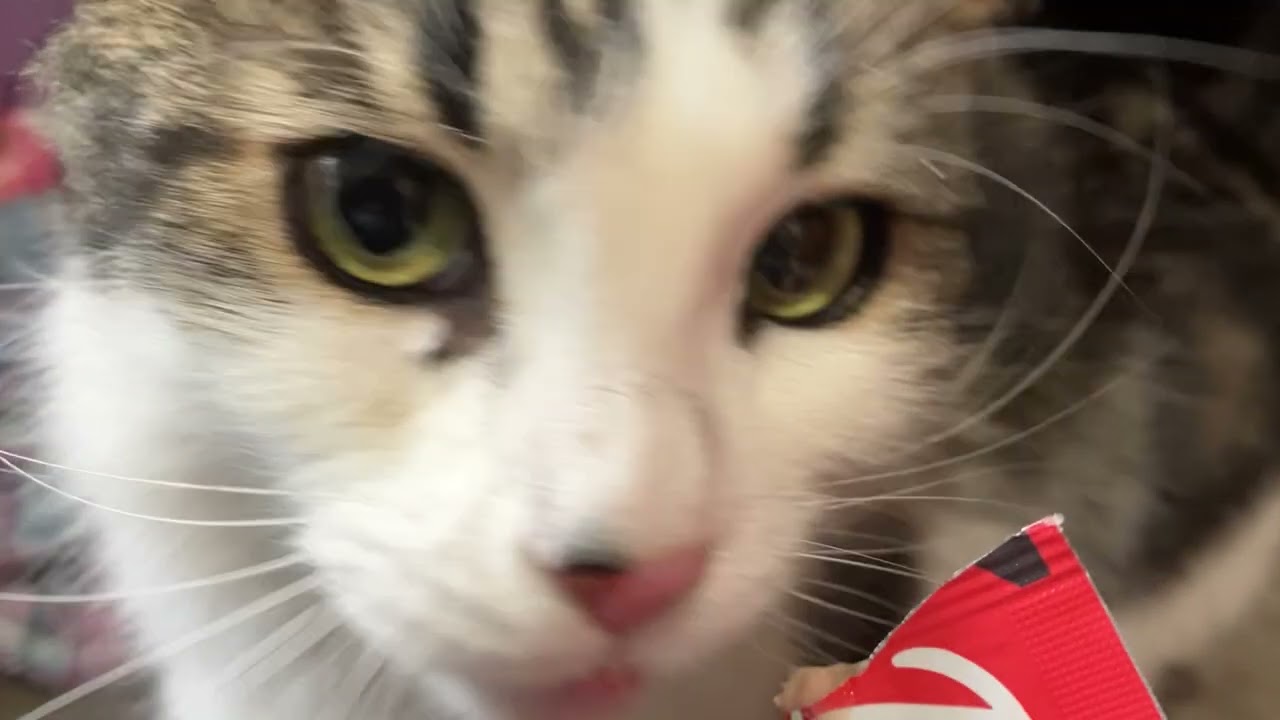 Momma cat enjoying a treat! 