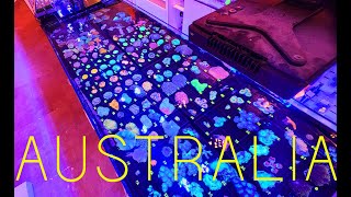 Australian Coral UNBOXING Video by Fragbox Corals 3,324 views 2 weeks ago 1 hour, 32 minutes