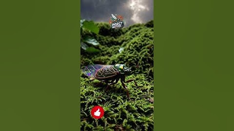 Graceful Cicada in Jungle simple compose