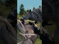 How Ravens And Wolves Hunt Together 😮