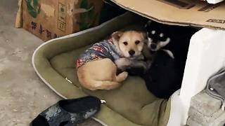 My Dog Literally Adopted A Stray Dog. Thats Insane.