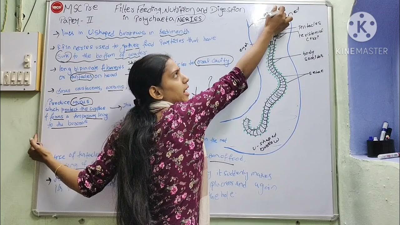 Filterfeeding , Nutrition and Digestion in Polychaeta Neries YouTube