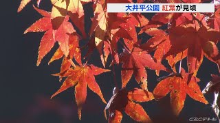 色づくカエデやイチョウなど500本あまり　山間の公園で紅葉が見ごろに　日没後ライトアップも　愛知(2022/11/6)