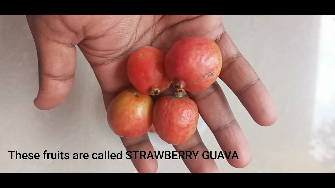 How to grow strawberry guava plant from seeds at home easily with