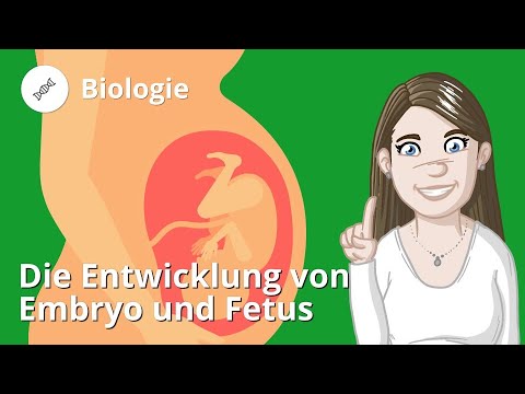 Video: Welches Organ entwickelt sich zuletzt im Embryo?