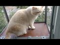 Съемный кошачий балкончик на окно. "Броневик" Днепр.