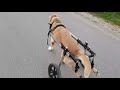 15 years old labrador first walk on dog wheelchair