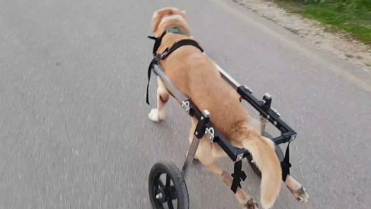 15 years old labrador first walk on dog wheelchair YouTube