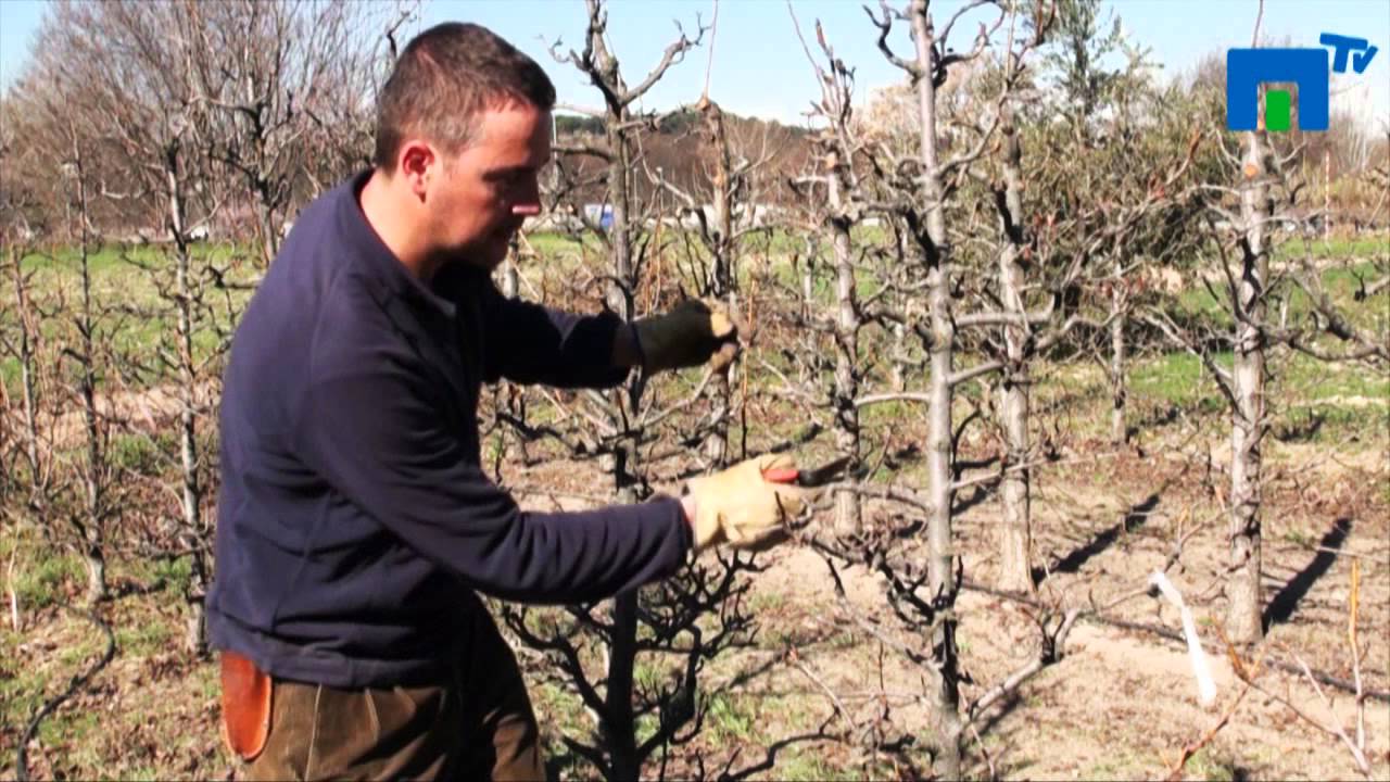 Trabajos de poda en la E.T.S.Ingenieros Agrónomos -- U.P.M. - YouTube