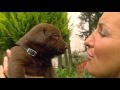 "Surprise, It's a Puppy!" German Shepherd or Chocolate Lab?