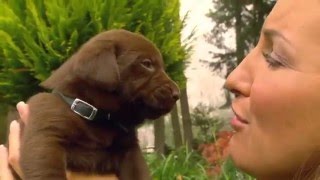 "Surprise, It's a Puppy!" German Shepherd or Chocolate Lab?