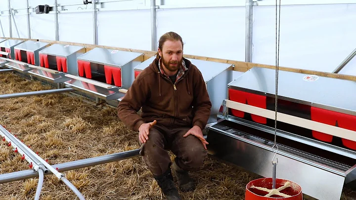 The Best Nest Box for Chickens - 1000 Hens on Past...