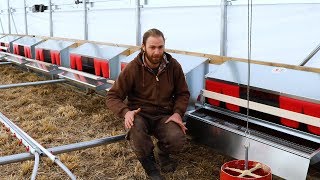 The Best Nest Box for Chickens  1000 Hens on Pasture