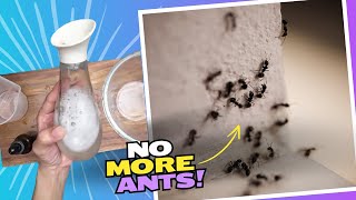 Bye-Bye Ants Infestation! Keep Your Space Pest-Free Quickly With This Effective Spray Solution