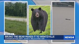 Bruno the Bear sedated and moved from St. Louis area