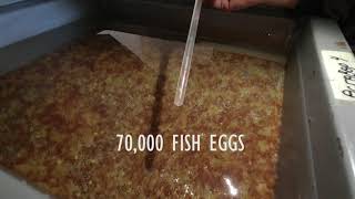 Atv Travel To The Princess Temple Remain, Yamaha Camp, And Million Fish