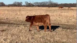 Detherage Show Steers Sale 2020 Tag 67