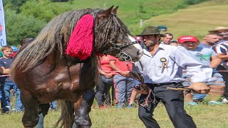 The Largest Horse in Romania A Must See Giant!
