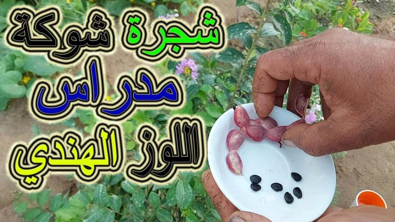 طريقة زراعة اللوز الهندي او شوكة مدراس من البذور