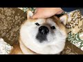 深夜に訪ねて来て、ずっとすぴすぴ言ってる柴犬