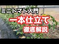 【ミニトマト甘くするコツ】一本仕立て「家庭菜園初心者向け」