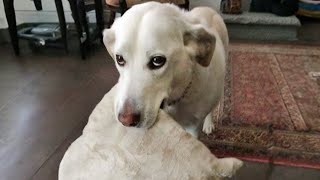 FUNNY DOGS will make you Crack Up All Day! by Funny Pet's Life 99,876 views 2 weeks ago 10 minutes, 33 seconds