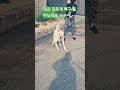 진돗개 는 어디서나 멋져요 ❤️