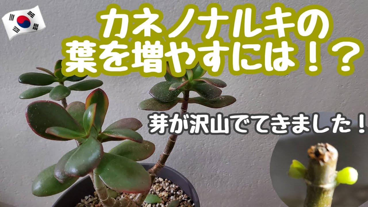 韓国多肉植物］金のなる木の茎をカットし芽が沢山出てくるようにしま