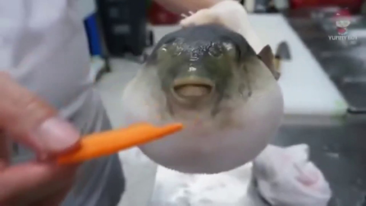 Pufferfish Eating a Carrot (1h) YouTube