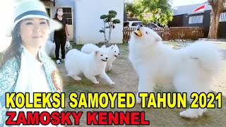 KOLEKSI SAMOYED TAHUN 2021 ZAMOSKY KENNEL