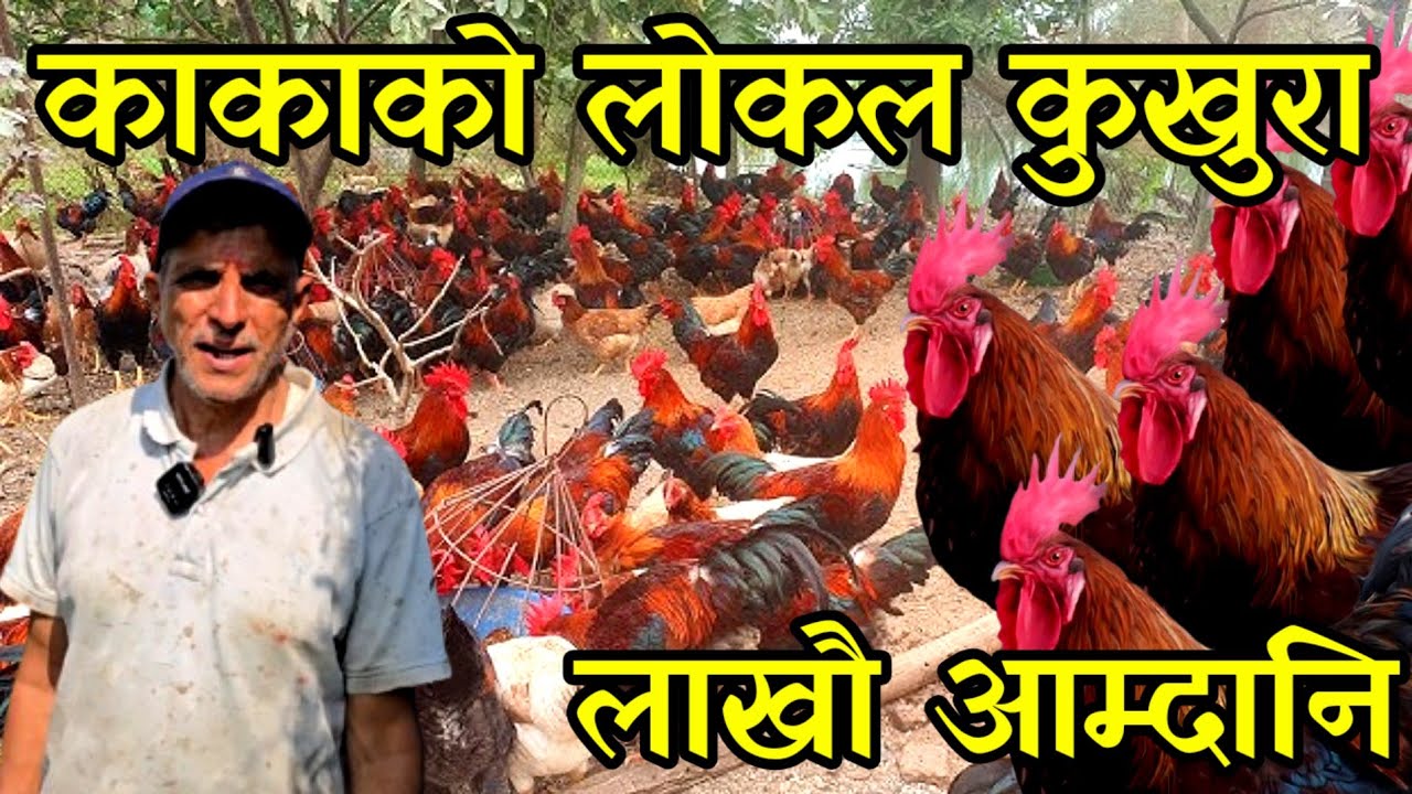 सात हजार लोकल कुखुरा पालेका 62 बर्से थपलिया काका,बिदेशको भन्दा दोब्बर कमाउदै local chicken