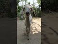 मई बकरी  #short video