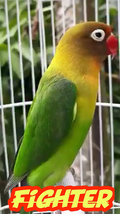 LOVEBIRD Fighter || Cocok Buat Pancingan Emosi!!