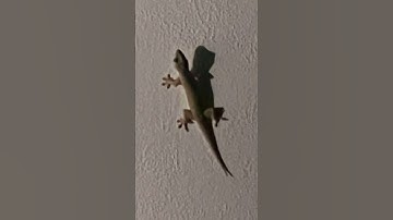 Thumbnail of lizard sound