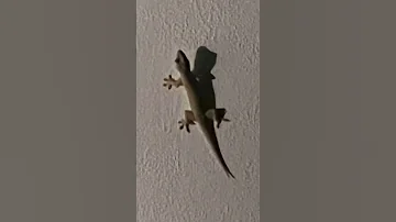 Lizard Sound 