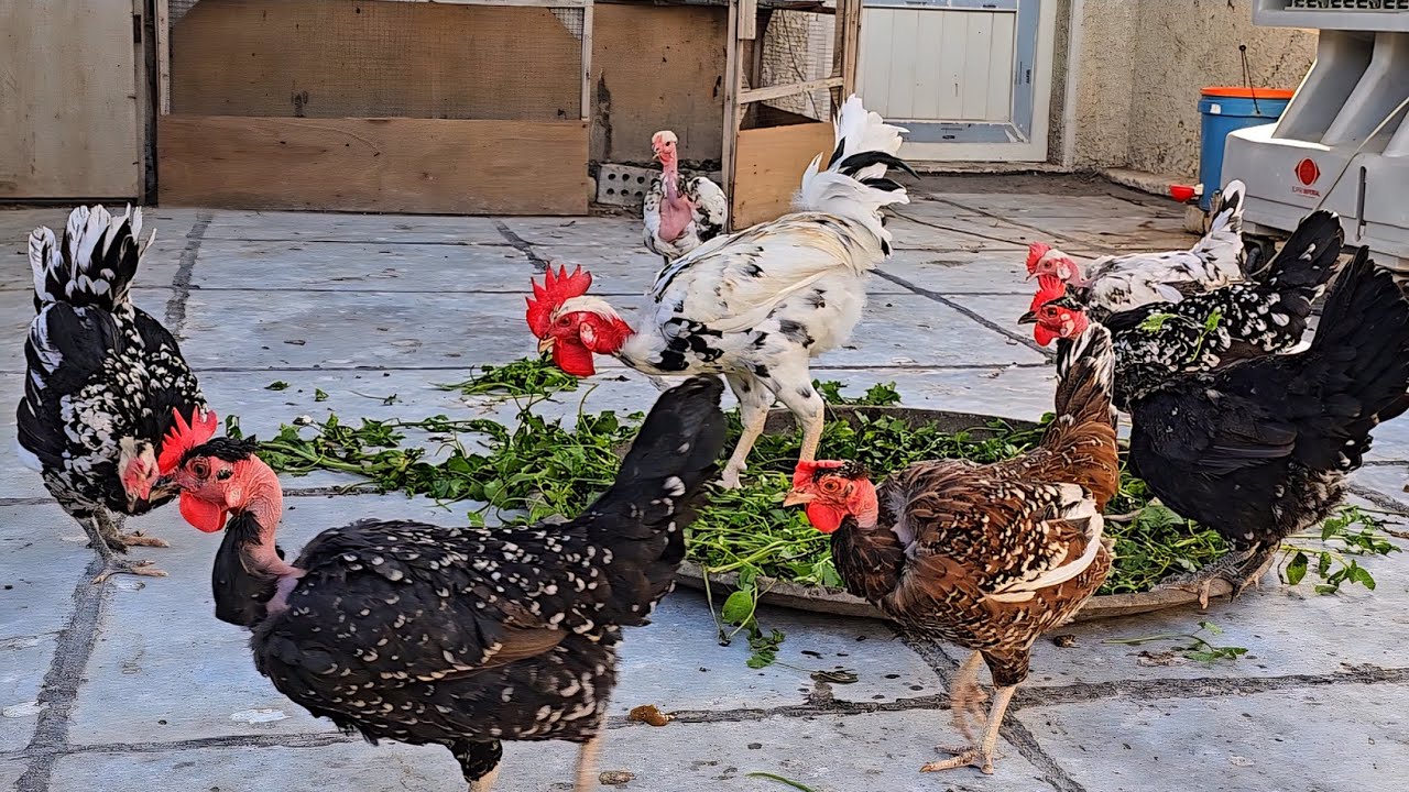 اشتريت فقاسه جديدة 🐣+علاج الكمل🦠+متابعه المحمية