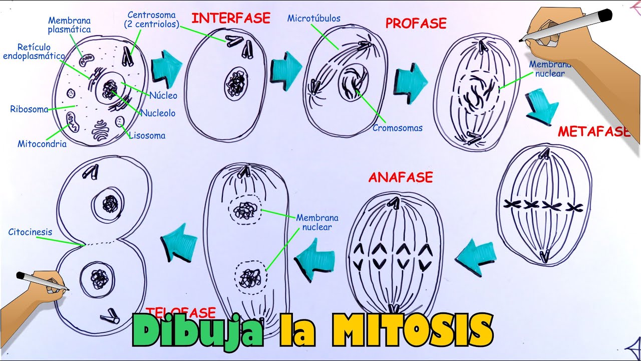 Aprende a dibujar la Mitosis y sus fases paso a paso - thptnganamst.edu.vn