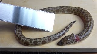 まだら模様の不気味なウミヘビ。スッポン。タツノオトシゴ。それはまるで魔女のスープ。