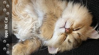 Why Do Cats Make People Happy - Appa’s Perspective #goldenbritishlonghaircat