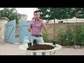 Comment transplanter repiquer planter dans un pot vos tomates 