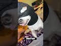  shiesty dogtrendingshorts trendingsong funny animals dog shiesty pooshiesty