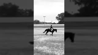 Parkes Hack champion bring home the CHAMPION hack under 21