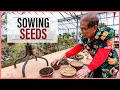 Growing bonsai from seeds how to sow