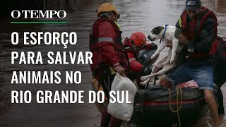 Tragédia No Sul: Voluntários Assumem A Missão De Salvar Animais Ilhados Na Grande Porto Alegre