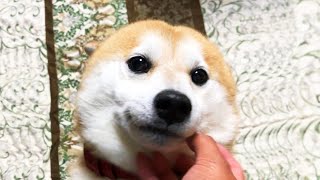 喜ぶとプリクラの加工後みたいな目になる柴犬