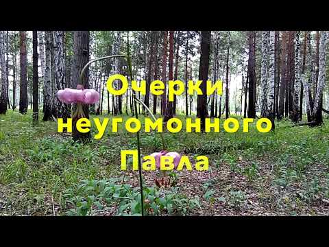Венерин башмачок в Сибири (Красная книга России)/Venus's slipper in Siberia (Red Book of Russia)