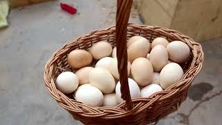 How to incubate two chickens and produce chicks is very simple   do it yourself in the garden