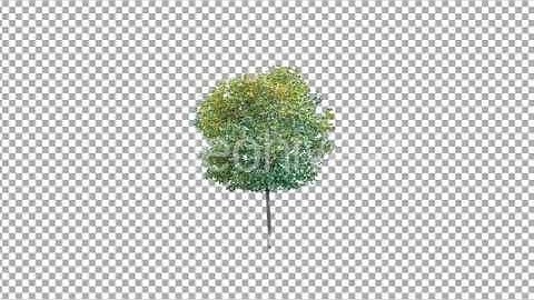 After Effects project - Real tree isolated on the wind 4